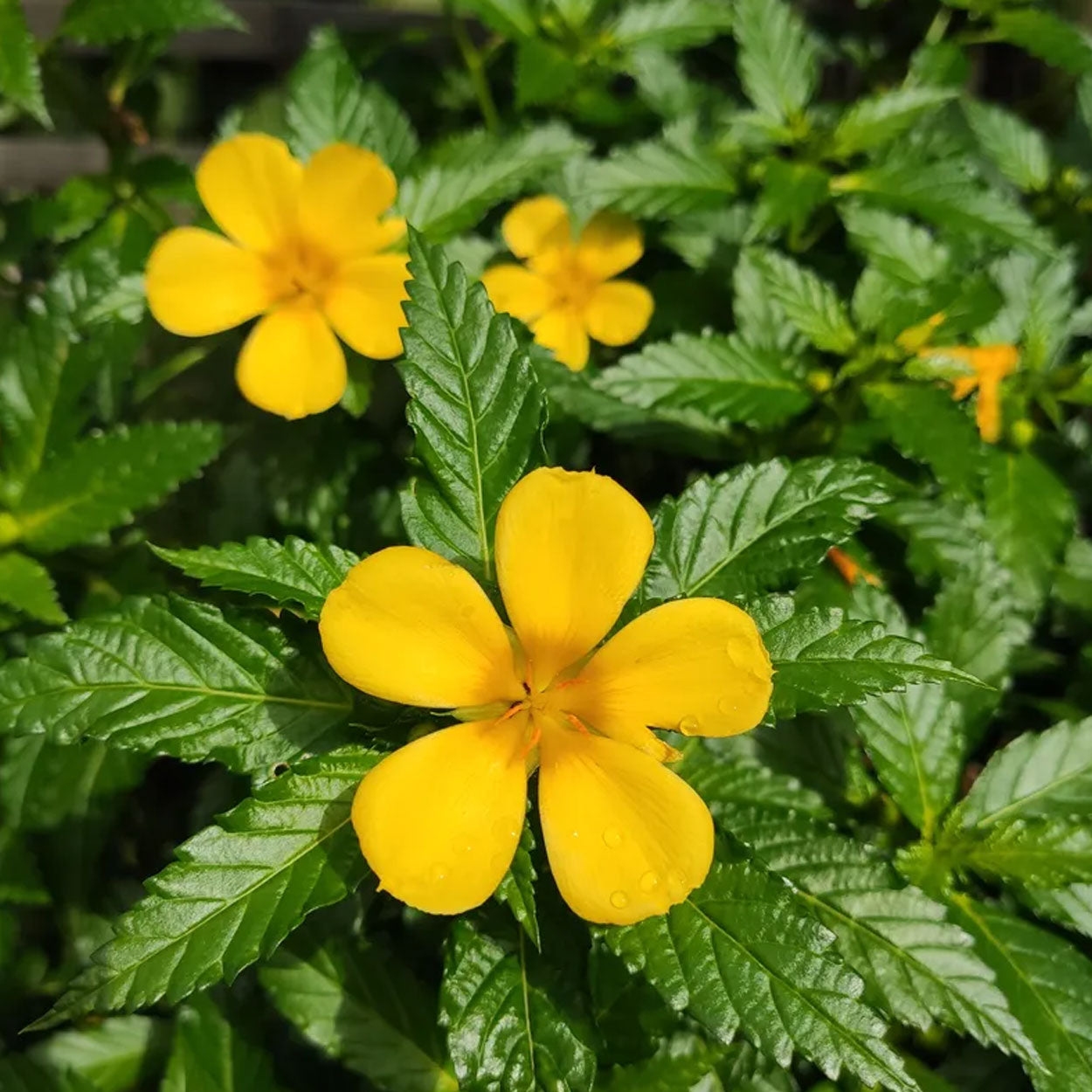 Damiana hierba pack 50 g