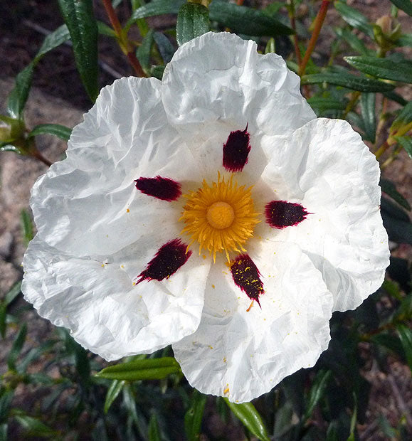 Xango Orixa Hierba Esotérica
