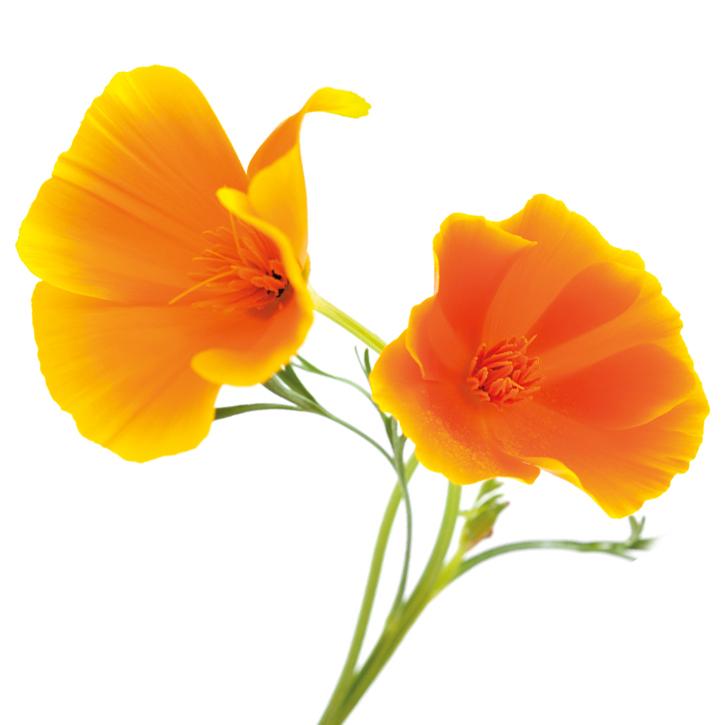 Amapola Californiana Extracto Liquido 50 ml