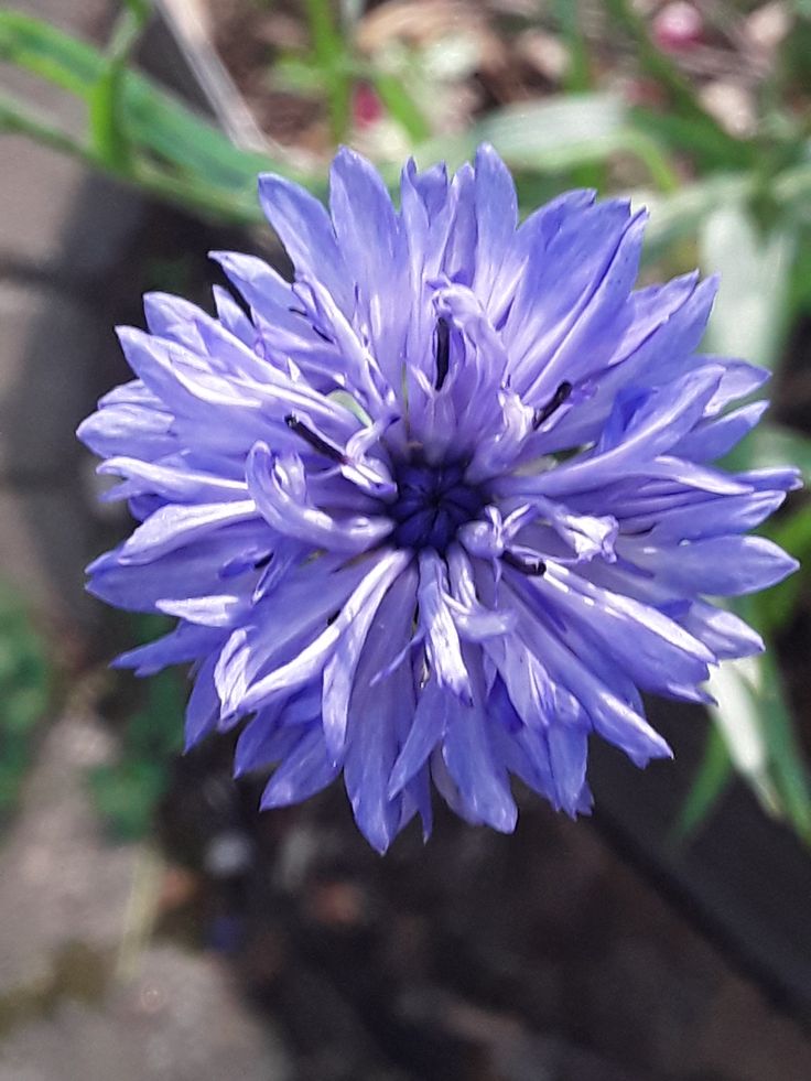 Flor de Anciano 50 g